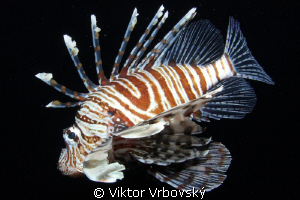 Lionfish... by Viktor Vrbovský 